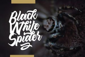 Maghody Bold Script Font